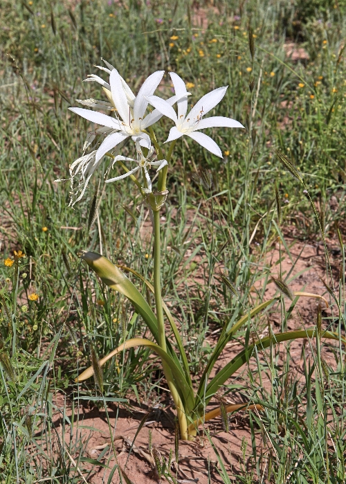 North Queensland Plants Amaryllidaceae